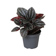 Peperomia Caperata 'Caracas' (Zümrüt Dalgası Çiçeği) Ø5,5 CM Y0-10 CM