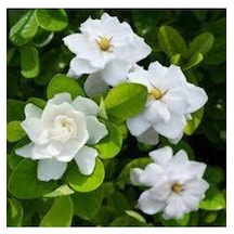 15 Adet Tohum Nadir Bulunan Beyaz Gardenya Çiçeği Tohumu Gardenya Tohumu Saksı Toprak Hediyemiz