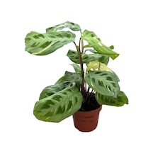 Maranta Leuconeura Kerchoveana 'variegata'