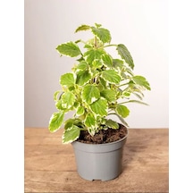 Alacalı Bnejamin Çiçeği Kokulu Bitki 1 Adet Saksılı Plectranthus Forsteri 10-20cm
