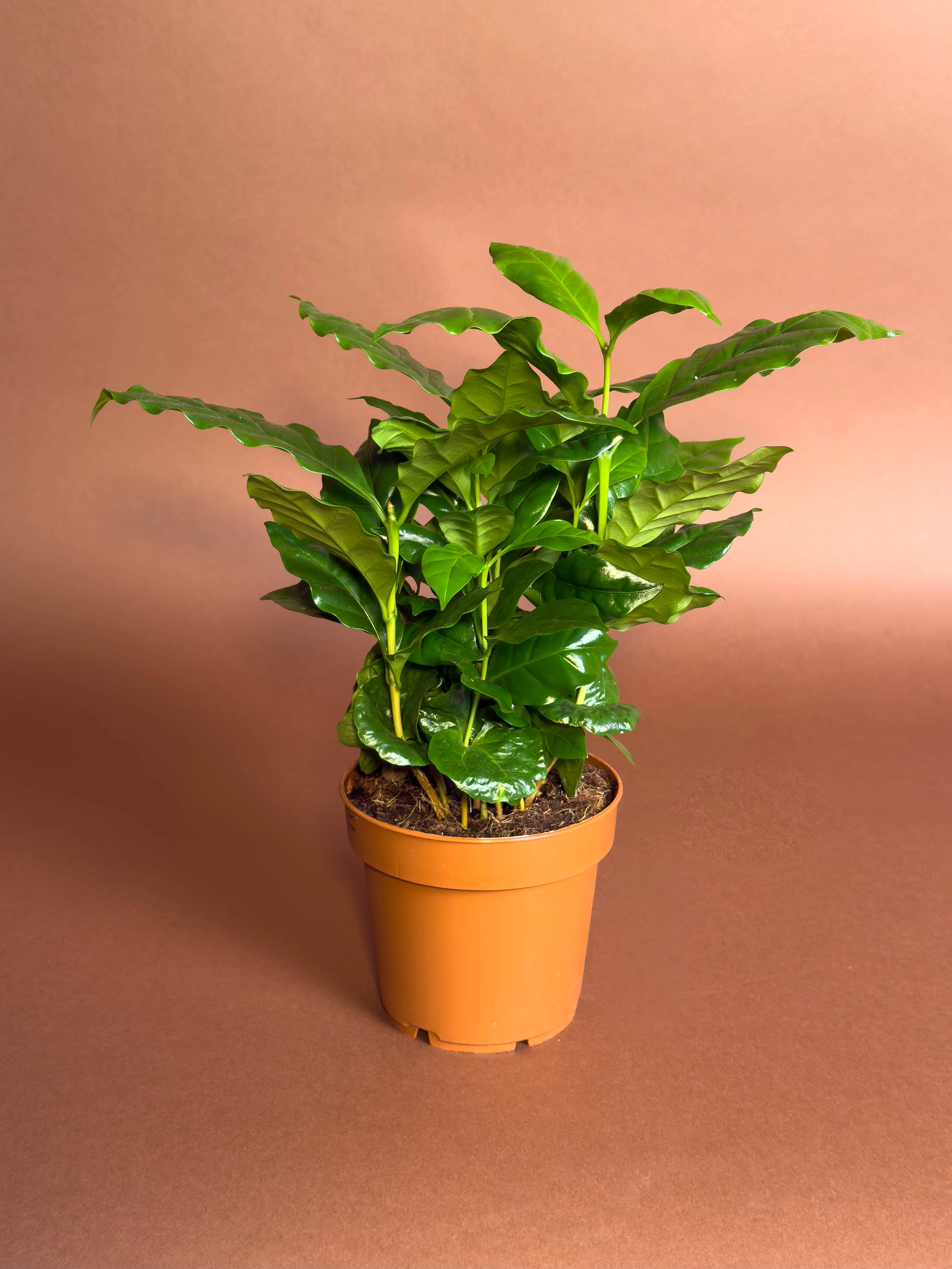 Kahve Bitkisi Coffea Arabica 22 Cm Kompakt Yapraklı Form