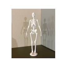 İnsan İskelet Kemiği Anatomisi Maketi Tıp Ve Eğitim İçin 3d Baskı Masaüstü Dekoratif Model