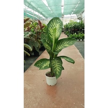 Difenbahya - Dieffenbachia Tropic Snow 60-70cm