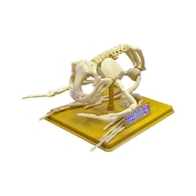 Mey İthalat Kurbağa İskeleti Bilim Seti