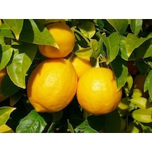 3 Yaşlı Şeker Tatlı Limon Fidanı