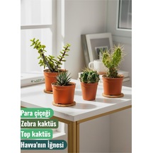 4 Adet Canlı Kaktüs - Para Çiçeği- Zebra Kaktüs - Top Kaktüs- Havva'nın İğnesi 4