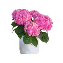 Pastel Pembe Ortanca Fidanı 10-30 Cm Hydrangea Macrophylla