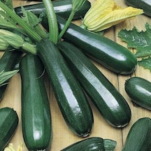 10+ İtalyan Zucchini Kabak Tohumu N112213