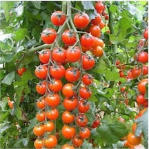 Süper Sweet Cherry Domates