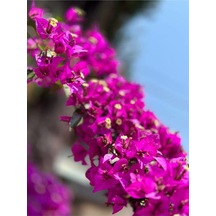 Fuşya Begonvil Çiçeği Fidesi 60-110 Saksılı Çiçekli Bodur Bitkiler Bougainvillea Seedling