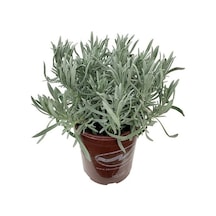 Kabir Bitkisi Lavanta Çiçeği Fidanı 10-20 Cm