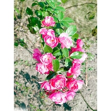 Minyatür 1 Adet Pembe Gül Fidanı 1. Kalite 30-55cm Saksılı Miniature Pink Rose