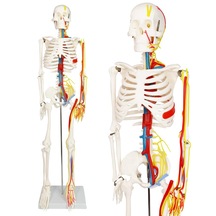 İnsan İskeleti Modeli Sinirler, Kan Damarları Ve Kalp İçerir , 85 Cm - İskelet Maketi 01