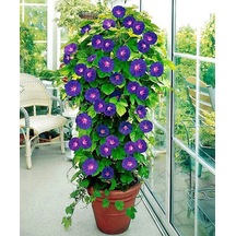 10+ Sabah Sefası GRandpa Ott Sarmaşık Tohumu N11803