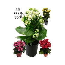 Kalanşo Kalanchoe Çiçeği Fidanı Fidesi 10-20 Cm 4 Adet