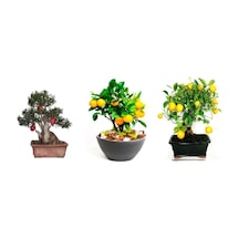 3'lü Bonsai Ağacı Ekim Kayısı Portakal Nar Bonzai Ağacı Tohumu Kombin