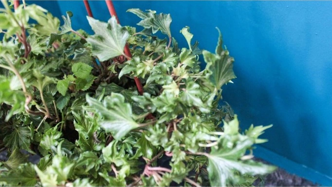 Çınar Yapraklı Hedera Helix Sarmaşık Duvar Orman Sarmaşığı 10-20 Cm