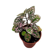 Pembe Fittonia Hostes Çiçeği Fidanı 10-20 Cm