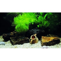 Kanki Pet Kp8550033 Akvaryum Arka Fon Yapıştırma 85 X 50 Cm