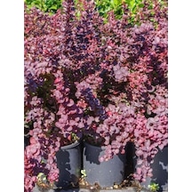Videolu Roket Berberis Fidanı 1 Adet Saksılı 40- 60 Cm Bahçe Çit Bitkisi Vendita Pianta