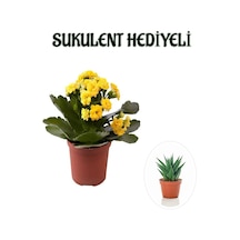 Çok Avantajlı Öğretmenler Gününe Özel Sarı Renk Kalanşo-emel Hanım Çiçeği Sukulent Hediyeli