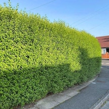 Ligustrum Kurtbağrı 10 Adet 100-120 Cm - Çit Bitkisi Büyük Boy