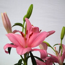 Kokulu Pembe Tiny Pearl Lilium Zambak Soğanı (1 adet)