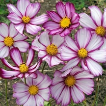 30+ Cosmos Picotee Çiçek TohumuMuhteşem Çiçekli N111825