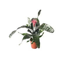 Aechmea Fasciata (Kupa Çiçeği) Ø14 CM Y45-50 CM