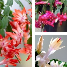 3 Adet Yılbaşı Çiçeği 30-45 Cm Saksılı Çiçekli Bodur Bitkiler Euphorbia Pulcherrima