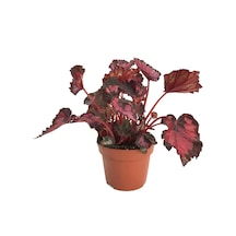 Begonia Rex 'red Tango' Begonia Çiçeği