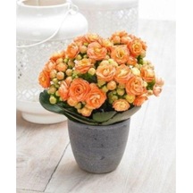 Saksılı Turuncu Kalanşo Çiçeği Fidanı 10-20 Cm