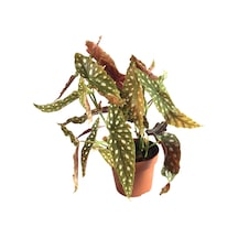 Begonia Maculata (Begonya Çiçeği) Ø12 CM Y30-35 CM