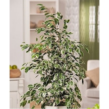 Ficus Benjamin 90-110 Cm