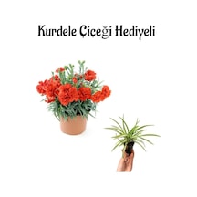 Kadınlar Günü Hediyesi Kırmızı Karanfil Çiçeği Kurdele Çiçeği Hediyeli