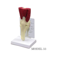 Diz Eklemi Maketi Kas. Tendon Eklem Modeli Model 33
