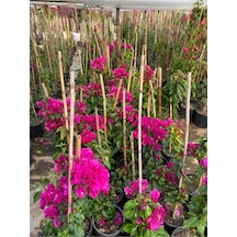 Sarmaşık Begonvil Bitkisi Bougainvillea