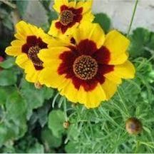 10 Adet Tohum Nadir Bulunan Meramlı Kız Çiçeği Tohumu
