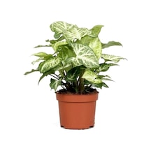 Syngonium Podophyllum Melek Kanadı