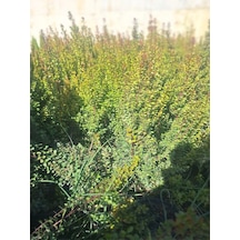 Şimşir Fidanı 1 Adet Saksılı 30-40cm Bahçe Dekorasyon Çit Bitkisi Buxus