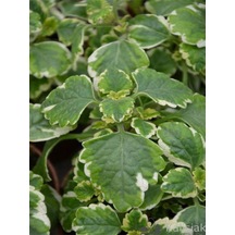 Kokulu Yeşil Beyaz Renk Benjamin Çiçeği 1 Adet 10-20cm Plectranthus Forsteri