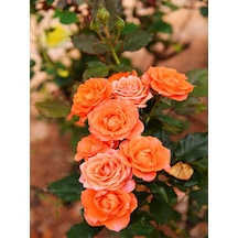 Videolu Yediveren Kokulu 1 Adet Somon Gül Fidanı 10-15 Cm Saksılı Salmon Rose