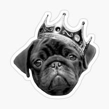 Pug Irkı Cinsi Köpek Sticker Araba Oto Yapıştırması 17Cm Z7