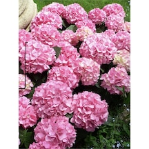 Ortanca Çiçeği Pembe Renk, Saksılı 30-40 Cm Çok Dalli
