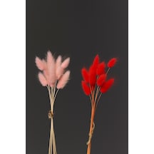 Kırmızı - Pembe