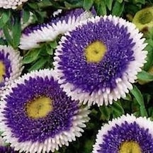10 Adet Tohum Aster Çiçeği Tohumu Saksı Toprak