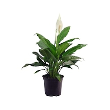 Videolu 1 Adet Barış Çiçeği 50-80 Cm Saksılı Iç Mekan Bitkileri Spathiphyllum