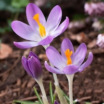 Mor Barr’S Purple Tommasianus Çiğdem Soğanı5 Adet