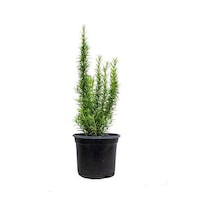 Biberiye Kuşdili Fidanı 5 Adet 20-30 Cm