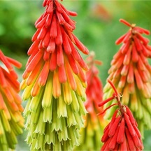 Fener Çiçeği Tohumu Kniphofia Uvaria Tohumu Ekim Seti 10 Adet Tohum + Saksı + Toprak